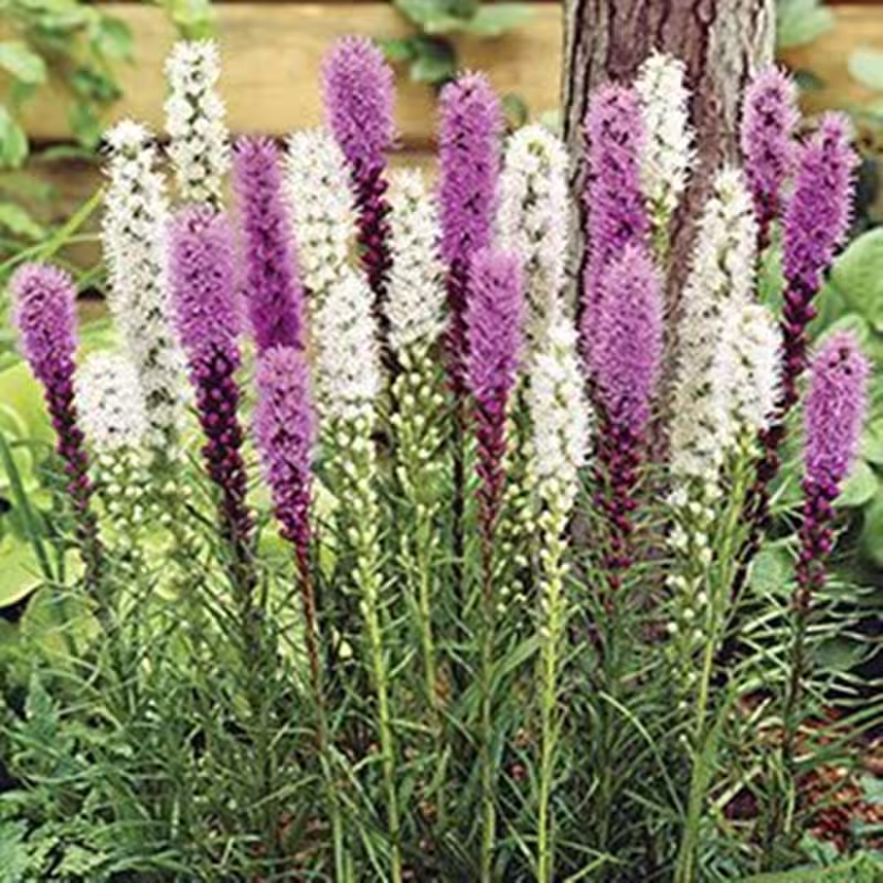 Dense Blazing Star Mix Seeds Perennial Flowering Non Gmo For Planting | 204508