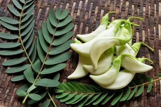 Asia Vegetable Seed 40-50 Agasta