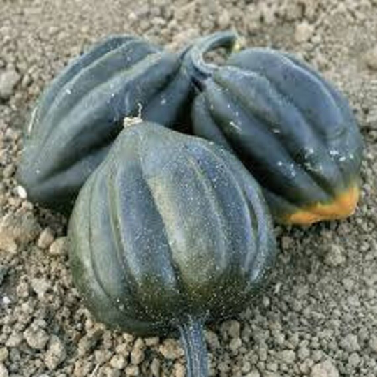 Organic Acorn Squash Seeds