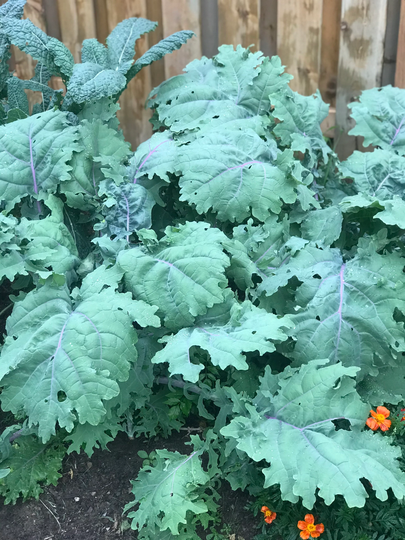 Kale Red Russian Seeds | 20 Seeds/Pack
