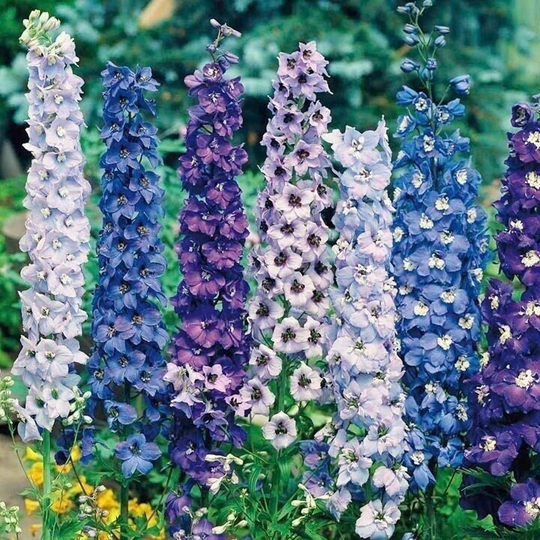 20 Delphinium Pacific Mix Flower Seeds - Giant Larkspur Perennial