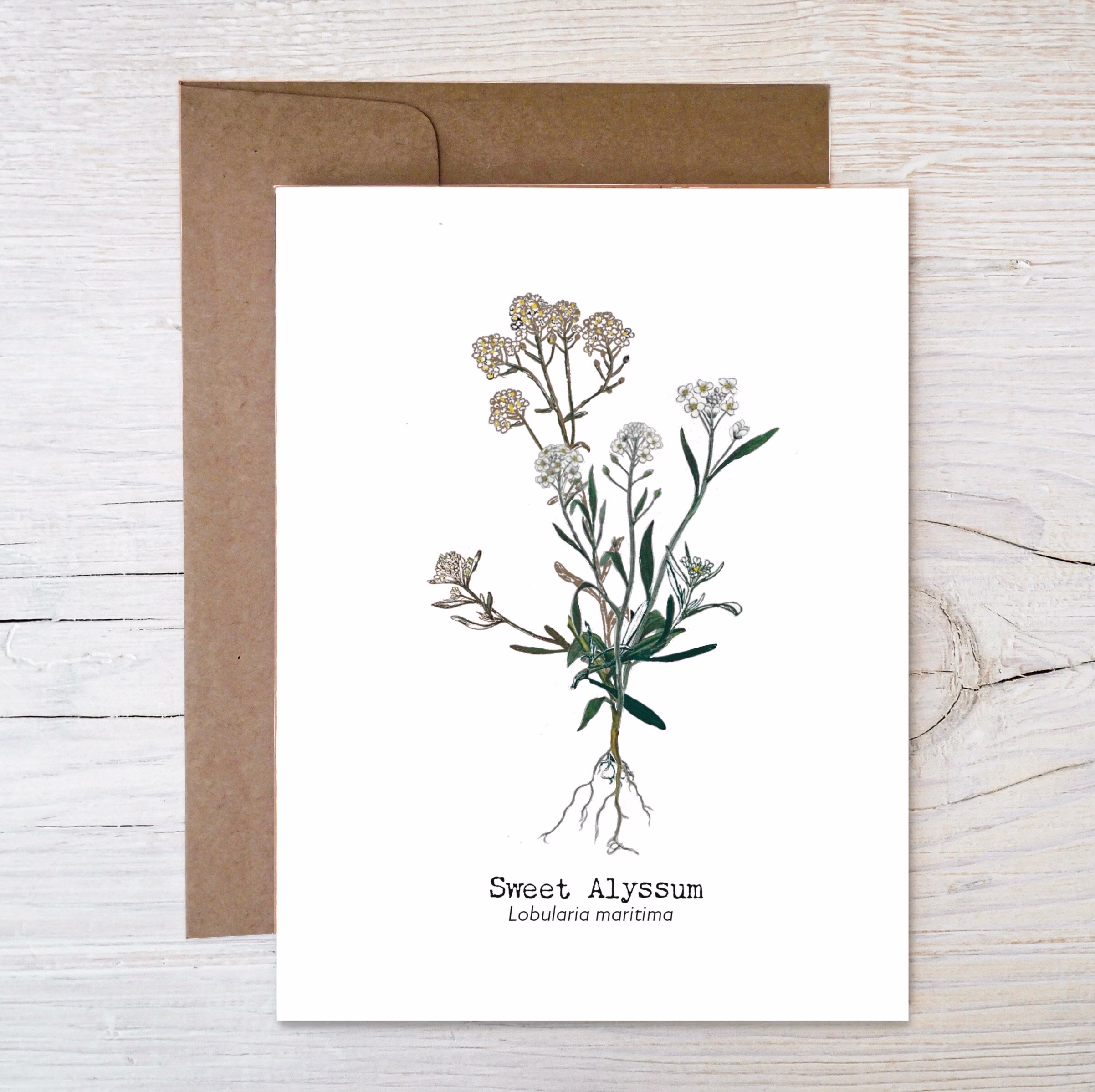 Seed Greeting Card ~ Wildflower Plantable Painted Image Of Sweet Alyssum Eco Friendly Blank