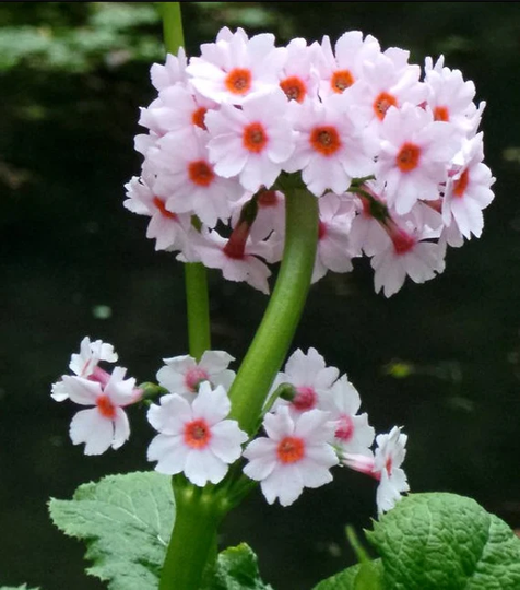 Primula Japonica - Apple Blossom Seed 75 Cents Shipping For Entire Order