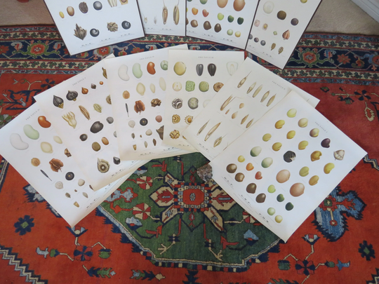 Set Of 6 Vintage Danish Seed Prints Circa 1948 Botanical Prints Lithographs New Old Stock Multiples Available