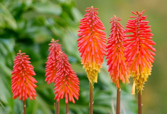 Rare Original Flower Seeds Knifophy "Berry