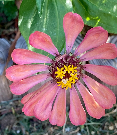 Zinnia Seeds - Single Light Coral With Pink Splatter
