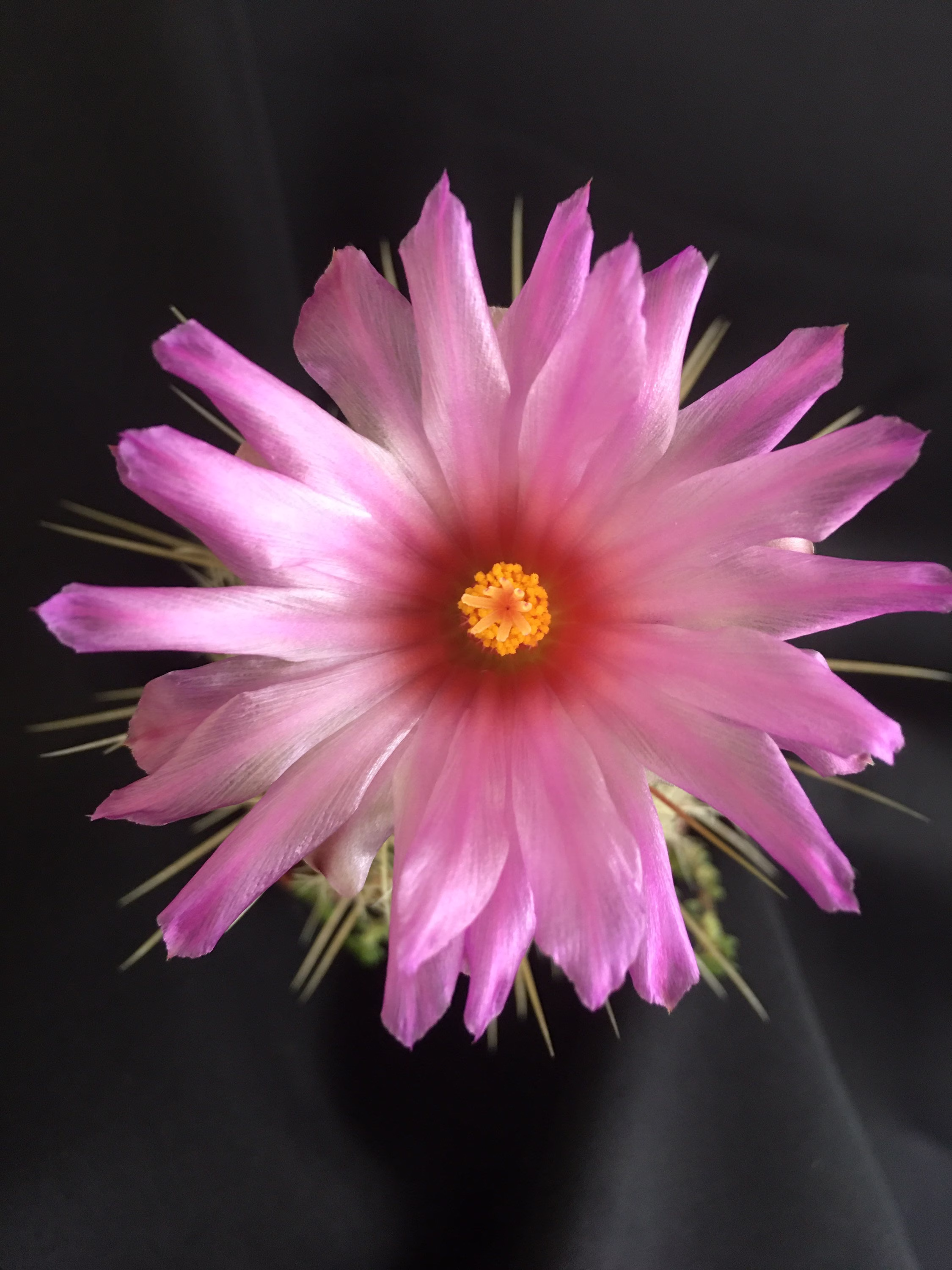 Thelocactus Bicolor, Glory Of Texas Cactus