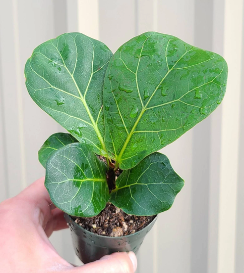 2" Fiddle Leaf Fig