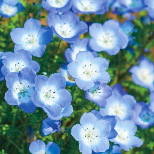 200+ Baby Blue Eyes Seeds, Flower Non Gmo