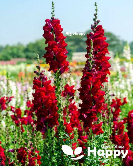 Snapdragon Tall Ruby Red 1500 Seeds - Antirrhinum Majus Maximum Top Flowering