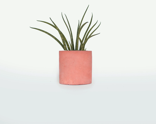 Geometric Cylinder Concrete Pot Red - Red Flower