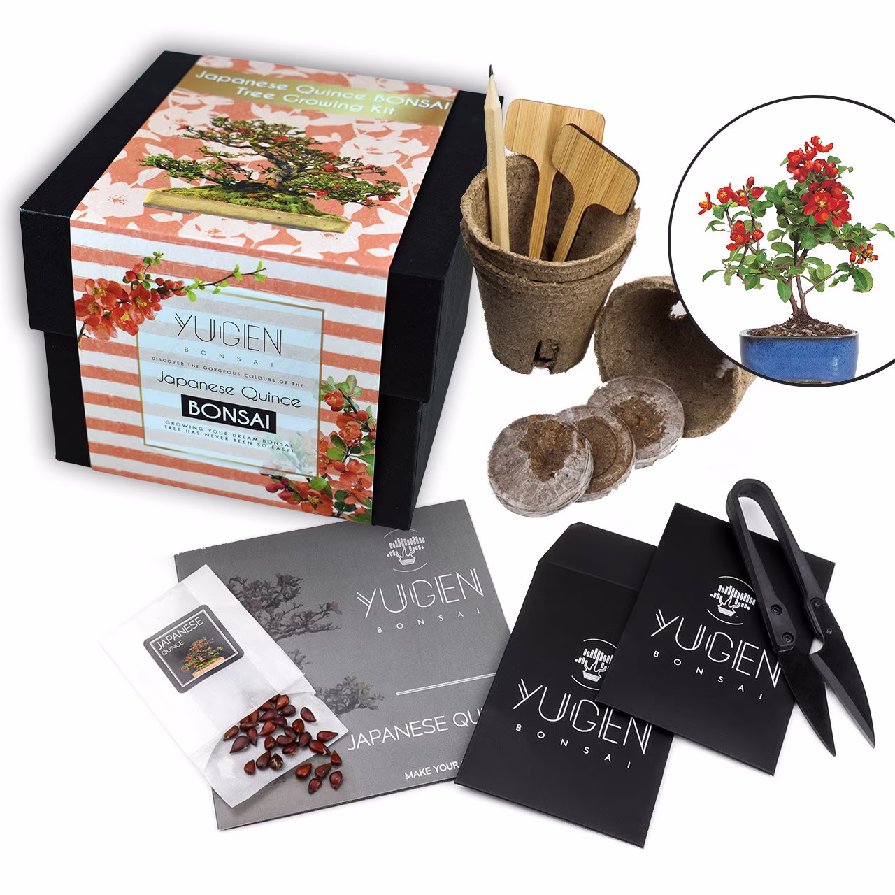 Japanese Quince Bonsai Growing Kit | Grow Your Own Tree Perfect For Beginners & Enthusiasts Chaenomeles Japonica