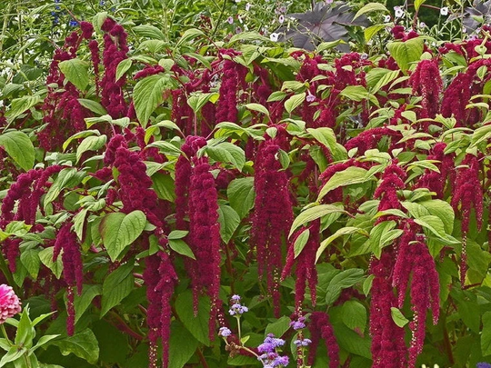 400+ Love Lies Bleeding Amaranth Flower Seeds, Non-Gmo, Heirloom