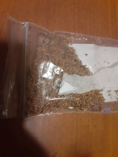Red Mulberry Tree Seeds