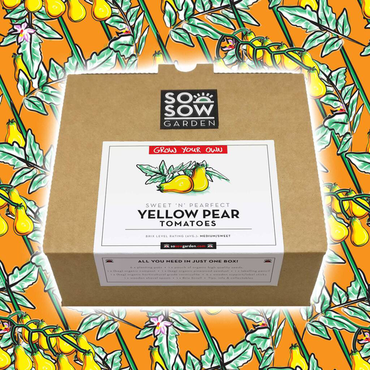 Yellow Pear Tomato Grow Your Own Kit