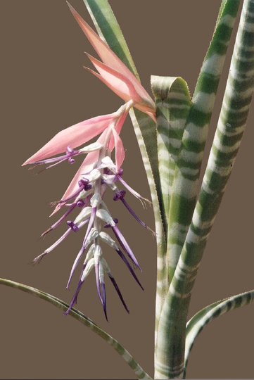 Rare Bromeliad Billbergia Seeds