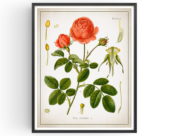 Moss Rose - Botanical Print Vintage Aromatherapy Art Medicinal Plant Botany Decor Kitchen Unframed