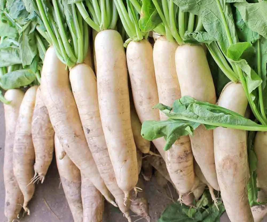 Radish Seeds Elephant's Fang