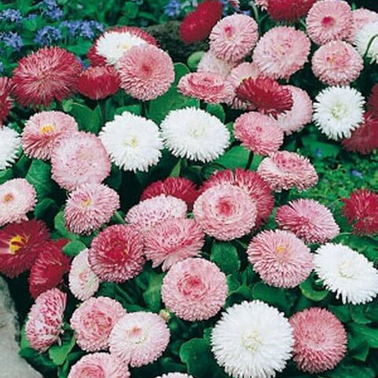 English Daisy Double Mix Seeds Flowering Non Gmo For Planting | 204715