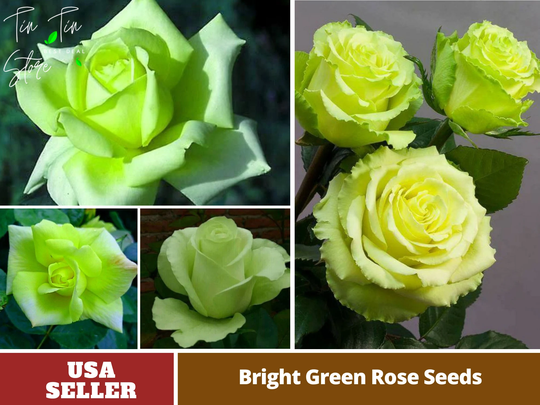 30 Rare Seed-Bright Green Rose Seeds -Perennial -Authentic Seeds-Flowers -Organic. Non Gmo -Vegetable Seeds-Mix For Plant-B3G1#1076
