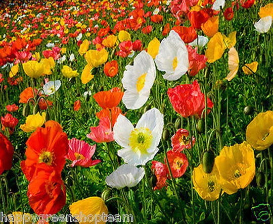Shirley Poppy Mixed- English Poppy - 23 000 Seeds Papaver Rhoeas Annual Flower