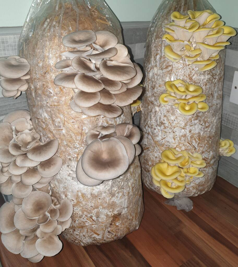 Mushroom Growing Log Twin Kit