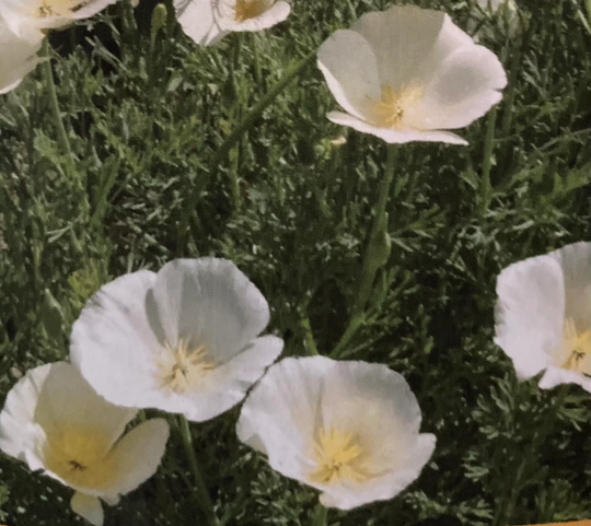 White Linen California Poppy Annual That Will Re-Seeds Itself. Delicate Satin Like Flowers Great For Beds Borders Or Cut