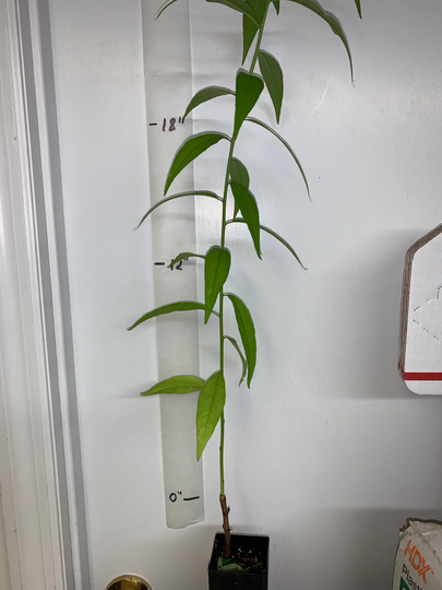 Prunus Persica Nemaguard | Peach Seedling Live 2 Y.o. Plant