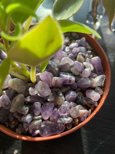 Amethyst Plant Topper | Moon Cleansed