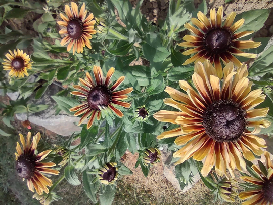Rudbeckia, Black Eyed Susans Seeds , Perennial, Flowers 2022, 10+