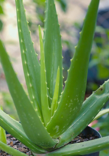 Live Aloe Plant Succulent - Natural Healing Plant Home Decor