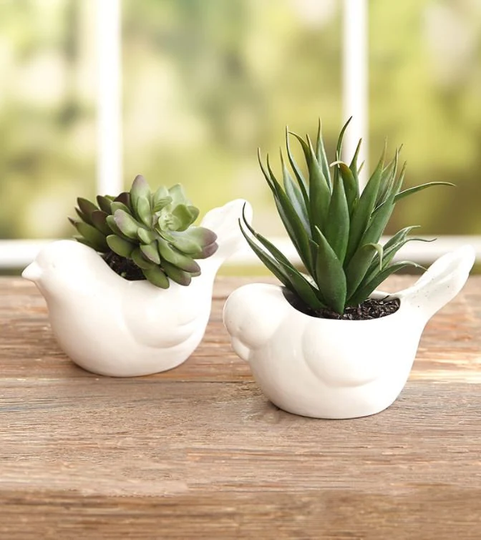 Flat Shipping Set Of 2 Succulent Bird Planters