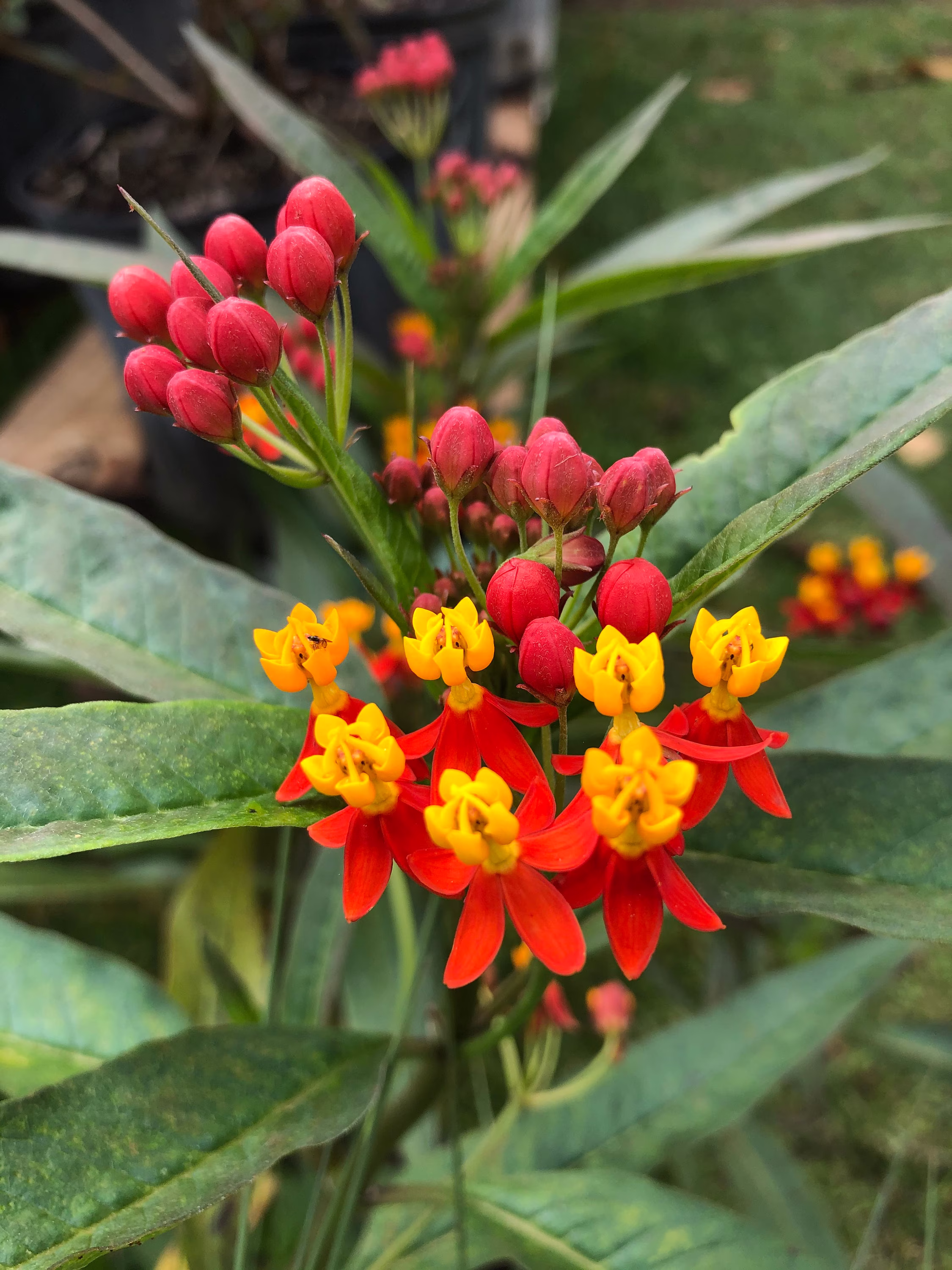 Tropical Milkweed Plant | Asclepias Curassavica Seeds