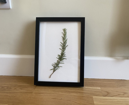Herbarium Art Kitchen Print - Rosemary Plant Decor Plan Pressed Botanical