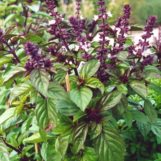 Licorice Basil Seeds | Ocimum Basilicum Pot Herb Garden Thai Iranian Persian Medicinal Tarragon Nongmo Seed For 2023 Fast Shipping
