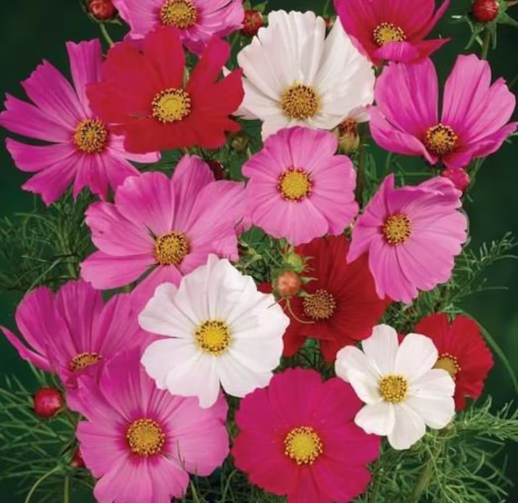 Cosmos Flower Seeds - Organic & Non Gmo Heirloom Fresh Usa Grown Grow Your Own Flowers At Home