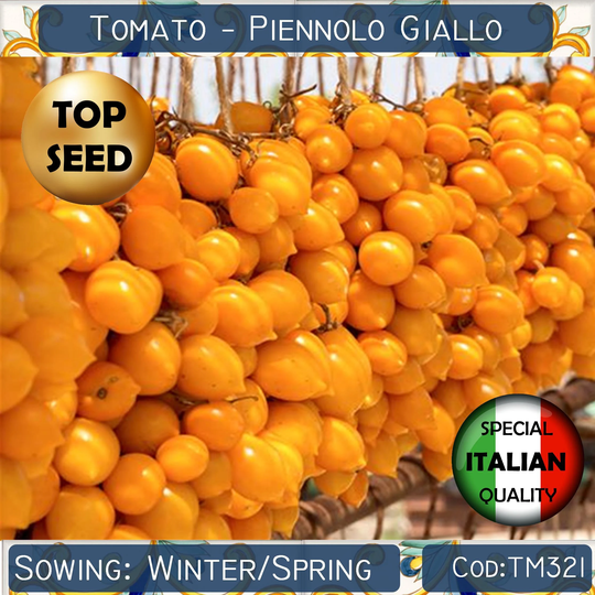 50+ Tomato Piennolo Giallo Del Vesuvio Seeds, Peardrops Yellow Italian Non Gmo #tm321