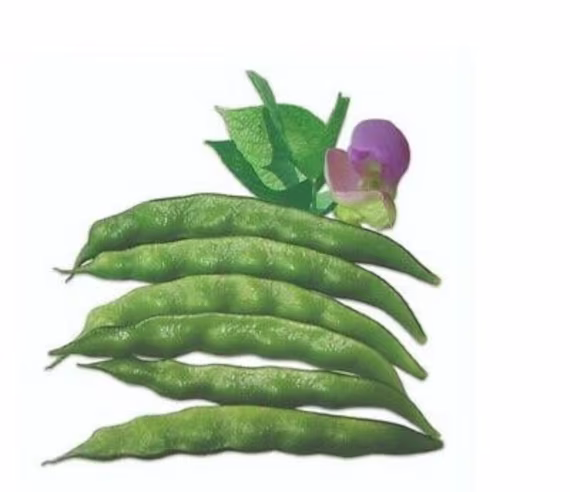 Asian, Bangladeshi Noldug Sheem, Lomba Uri - Long Green Hyacinth Bean Kochu Uri, Khaki 10 Seeds | UK Seller