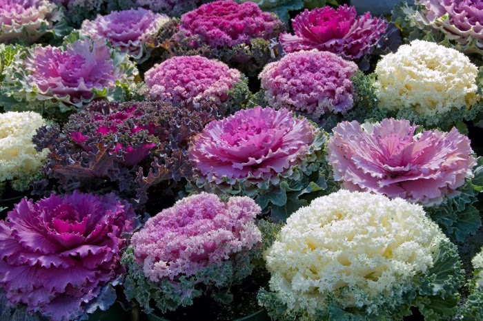 Rare Original Vegetable Seeds Cabbage Decorative "Mix Of Varieties
