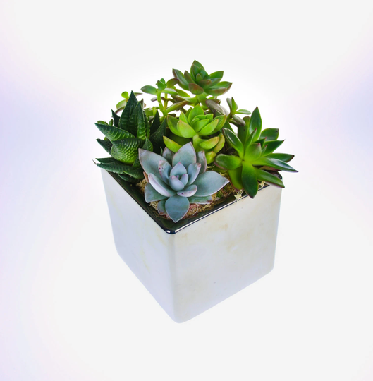 Beautiful Succulent Plant Arrangement in Mirror Cube Planter, Diy Kit With 6 Living Plants, A Perfect Gift For The Home