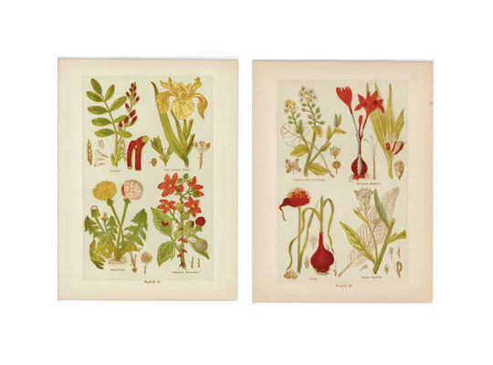 C. 1901 Medicinal Plants Print Set Of 2 Original Antique Prints Botanical Flower