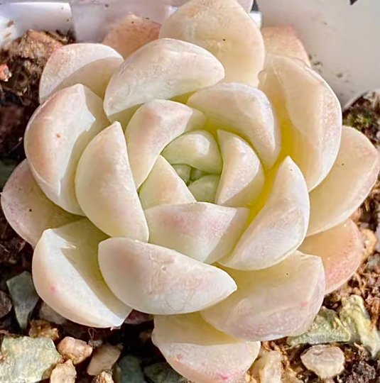 10 Seeds Echeveria Alba X Laui Rare Hybrid Succulent Seed Pink Purple Plant Flower Succulents Meaty Plants