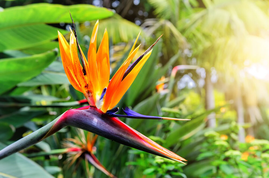 Bird Of Paradise Flower Seeds - 5 To Grow Great Indoor Plant Or Bonsai Strelitzia Reginae