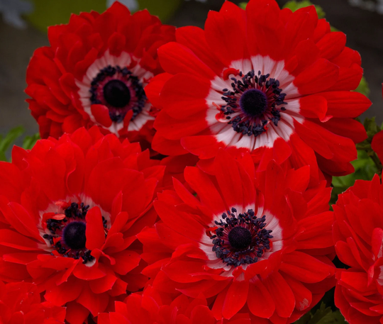 Anemone Seeds Harmony Double Scarlet 25 Thru 100 Seeds Flower Perennial F1