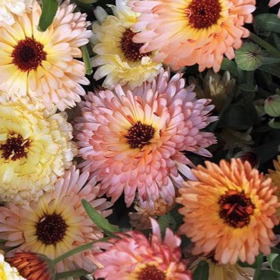 Calendula Cantaloupe | Calendula Officinalis 15+ Flower Seeds