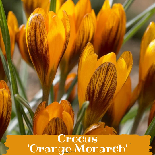 5 Bulbs Crocus Small Flowering