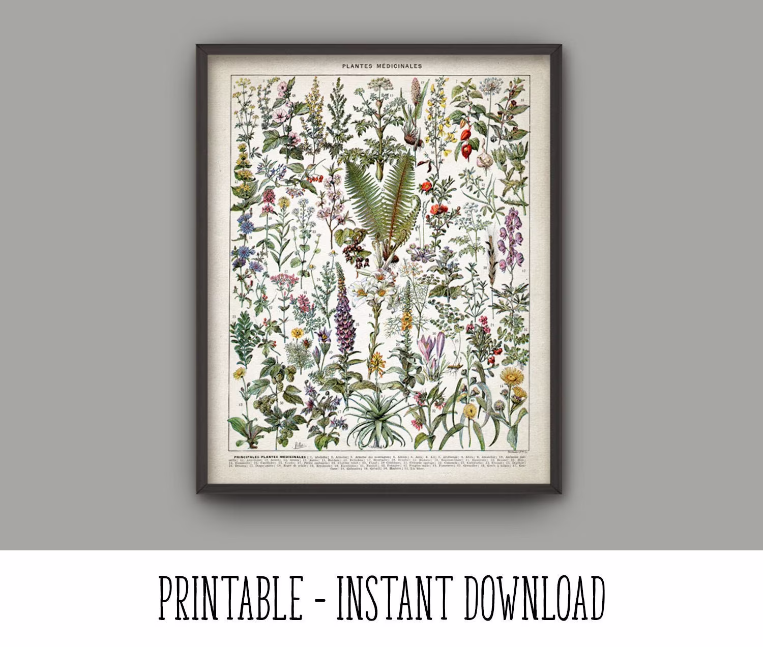 Printable Medicinal Plants Print, Herbalism Plant Decor, Healthcare Herb Remedies Green Decor French Book Plate Instant Download