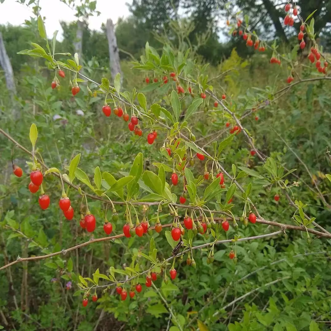 Potted Goji Berry Plants, Wolfberry, Lycium Barbarum, Matrimony Vine, Naturally Grown, Usda Growing Zone 5B, Nw Illinois