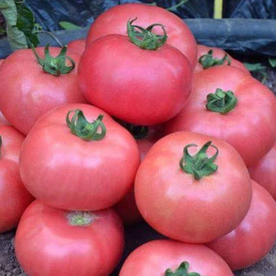 Tomato Pink Titan Seeds Heirloom Non Gmo For Planting | 204397