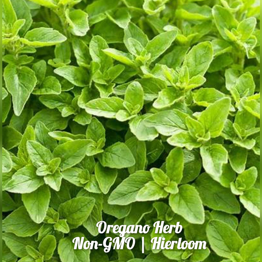 Sweet Marjoram Herb 100 Seeds | Non-Gmo Free Shipping